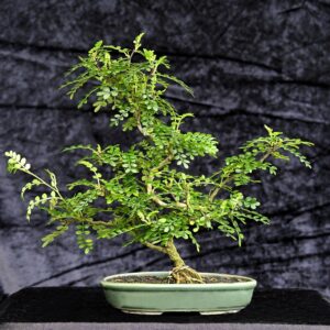 Kinesisk peber, Zanthoxylum piperitum