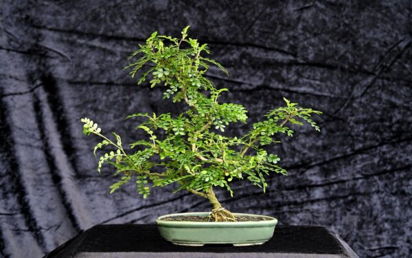 Kinesisk peber, Zanthoxylum piperitum
