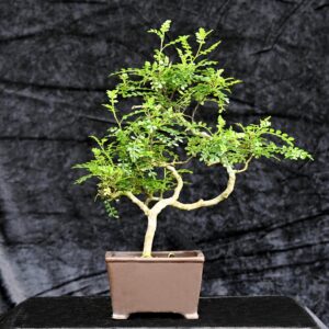 Kinesisk peber, Zanthoxylum piperitum
