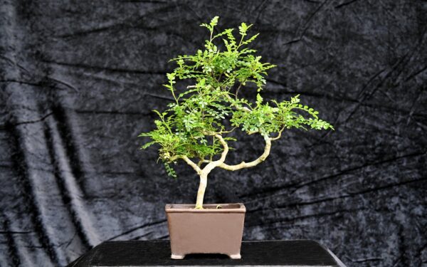 Kinesisk peber, Zanthoxylum piperitum