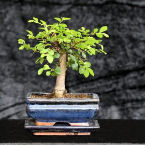 Kinesisk elm, Ulmus parviflora