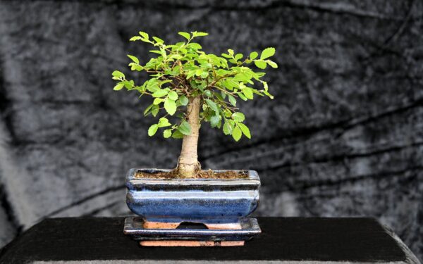 Kinesisk elm, Ulmus parviflora