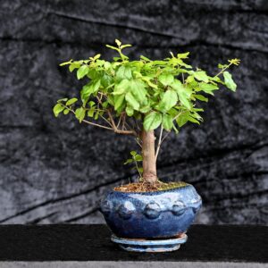 Kinesisk blomme, Sageretia theezans