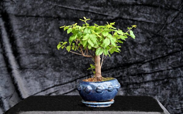 Kinesisk blomme, Sageretia theezans