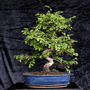 Kinesisk elm, Ulmus parviflora