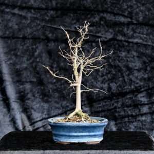 Japansk elm, Zelkova seratta