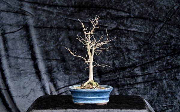Japansk elm, Zelkova seratta