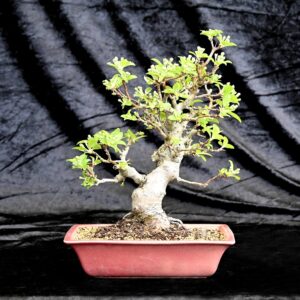Japansk paradisæble, Malus sieboldii