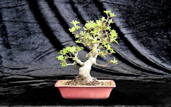 Japansk paradisæble, Malus sieboldii