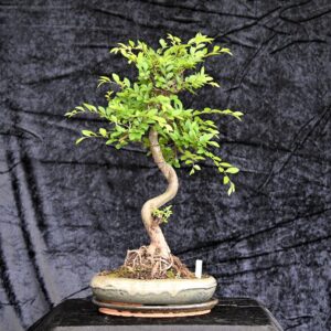 Kinesisk elm, Ulmus parviflora