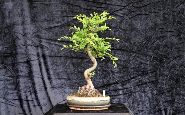 Kinesisk elm, Ulmus parviflora
