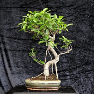 Tigerbark figen, Ficus retusa