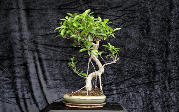 Tigerbark figen, Ficus retusa