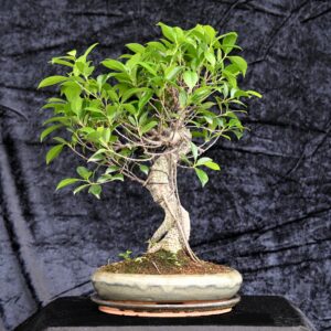 Tigerbark figen, Ficus retusa