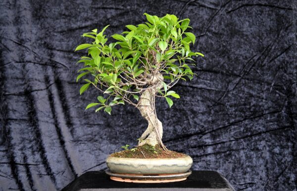 Tigerbark figen, Ficus retusa