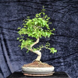 Kinesisk liguster, Ligustrum sinensis