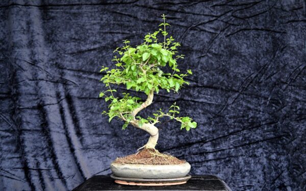 Kinesisk liguster, Ligustrum sinensis