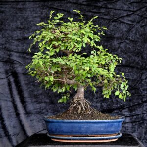 Kinesisk elm, Ulmus parviflora