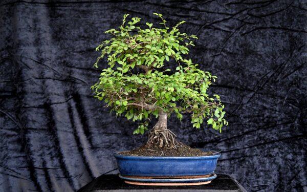 Kinesisk elm, Ulmus parviflora