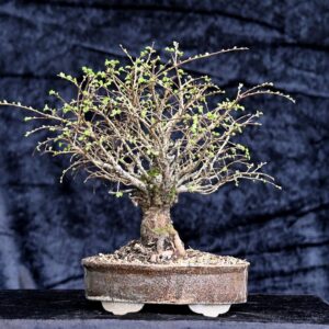 Kinesisk kork-elm, Ulmus parviflora