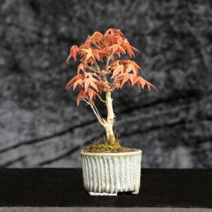 Japansk ahorn, Acer palmatum var. Katsura