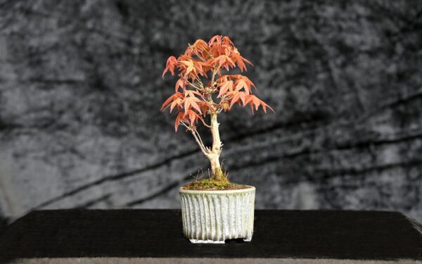 Japansk ahorn, Acer palmatum var. Katsura
