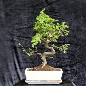 Kinesisk elm, Ulmus parviflora