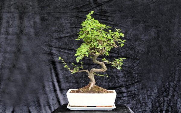 Kinesisk elm, Ulmus parviflora