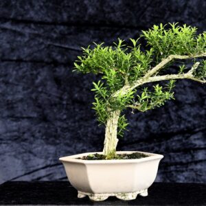 Kinesisk buksbum, Buxus