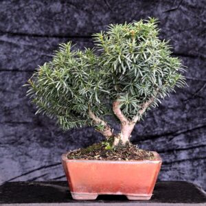 Japansk taks, Taxus cuspidata