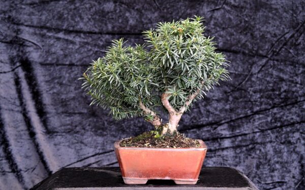 Japansk taks, Taxus cuspidata