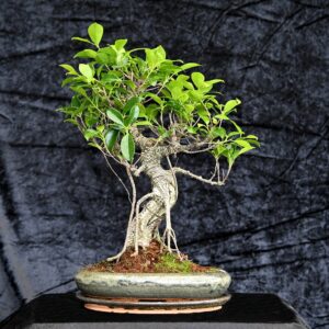 Tigerbark figen, Ficus retusa