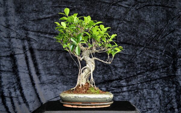 Tigerbark figen, Ficus retusa
