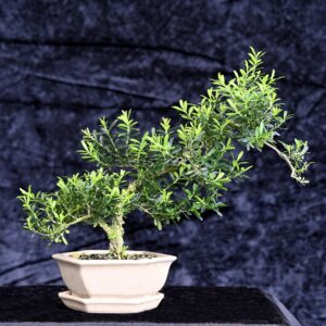 Kinesisk buksbum, Buxus