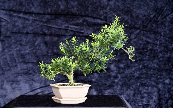 Kinesisk buksbum, Buxus
