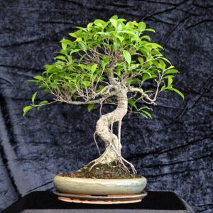 Tigerbark figen, Ficus retusa