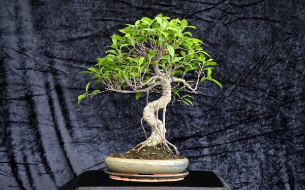 Tigerbark figen, Ficus retusa