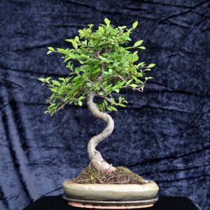 Kinesisk elm, Ulmus parviflora