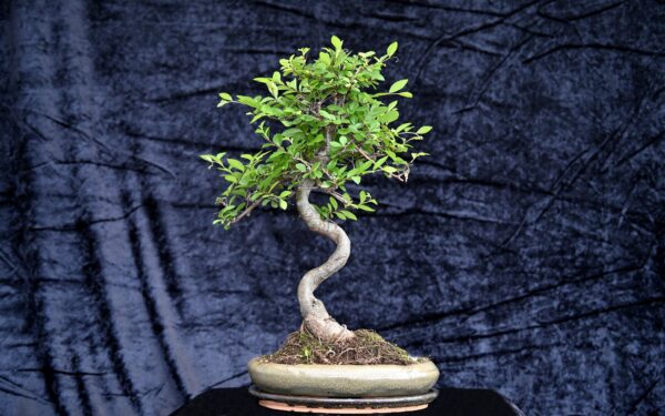 Kinesisk elm, Ulmus parviflora