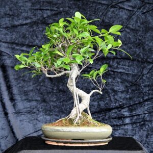 Tigerbark figen, Ficus retusa