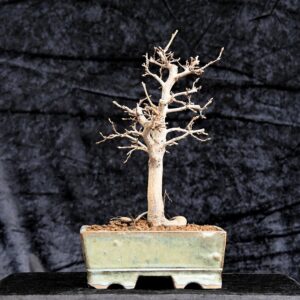 Koreansk avnbøg, Carpinus turczaninovii