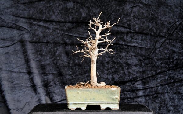Koreansk avnbøg, Carpinus turczaninovii