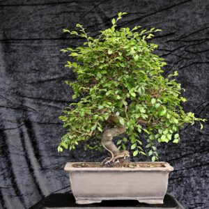 Kinesisk elm, Ulmus parviflora
