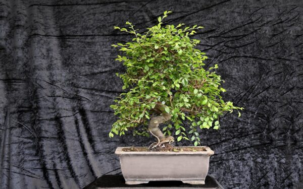 Kinesisk elm, Ulmus parviflora