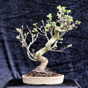 Kinesisk paradisæble, Malus Halliana