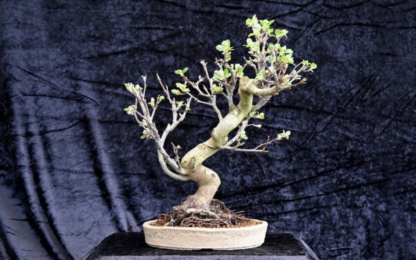 Kinesisk paradisæble, Malus Halliana