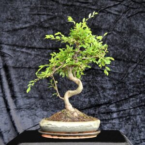 Kinesisk elm, Ulmus parviflora