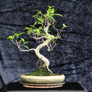 Tigerbark figen, Ficus retusa