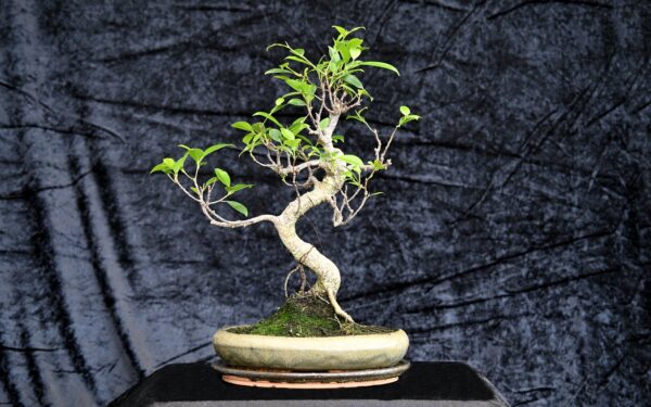 Tigerbark figen, Ficus retusa