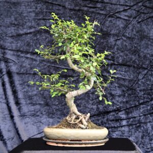 Kinesisk elm, Ulmus parviflora